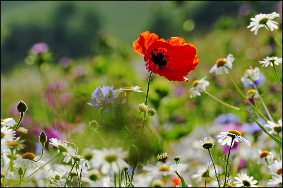 Ein Meer aus Blüten und Farben