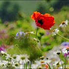 Ein Meer aus Blüten und Farben