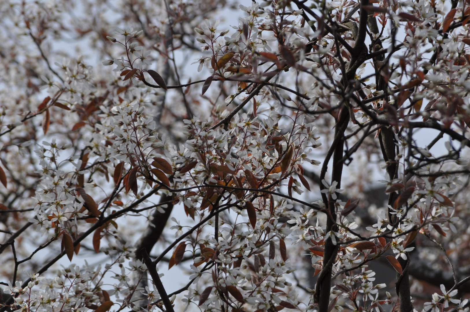 Ein Meer aus Blumen