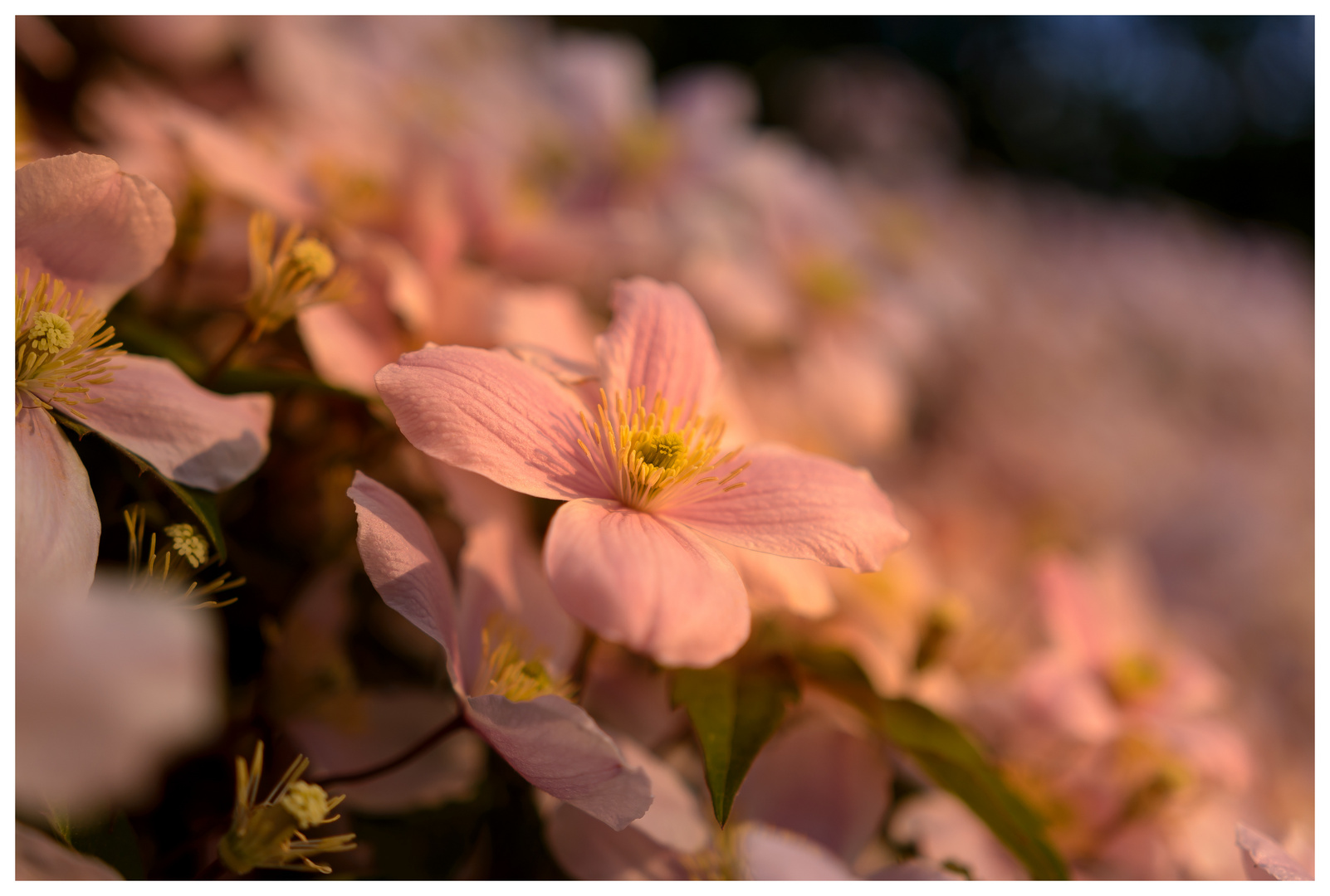 Ein Meer aus Clematis