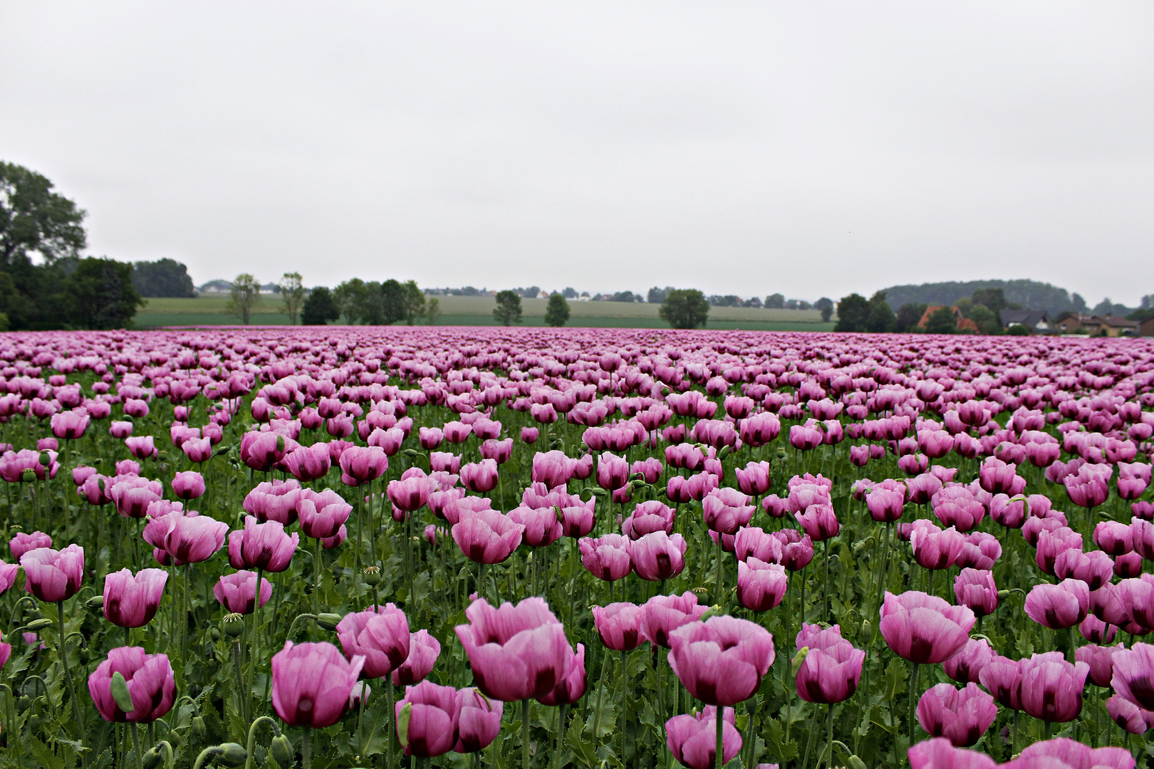 Ein Meer aus Mohn