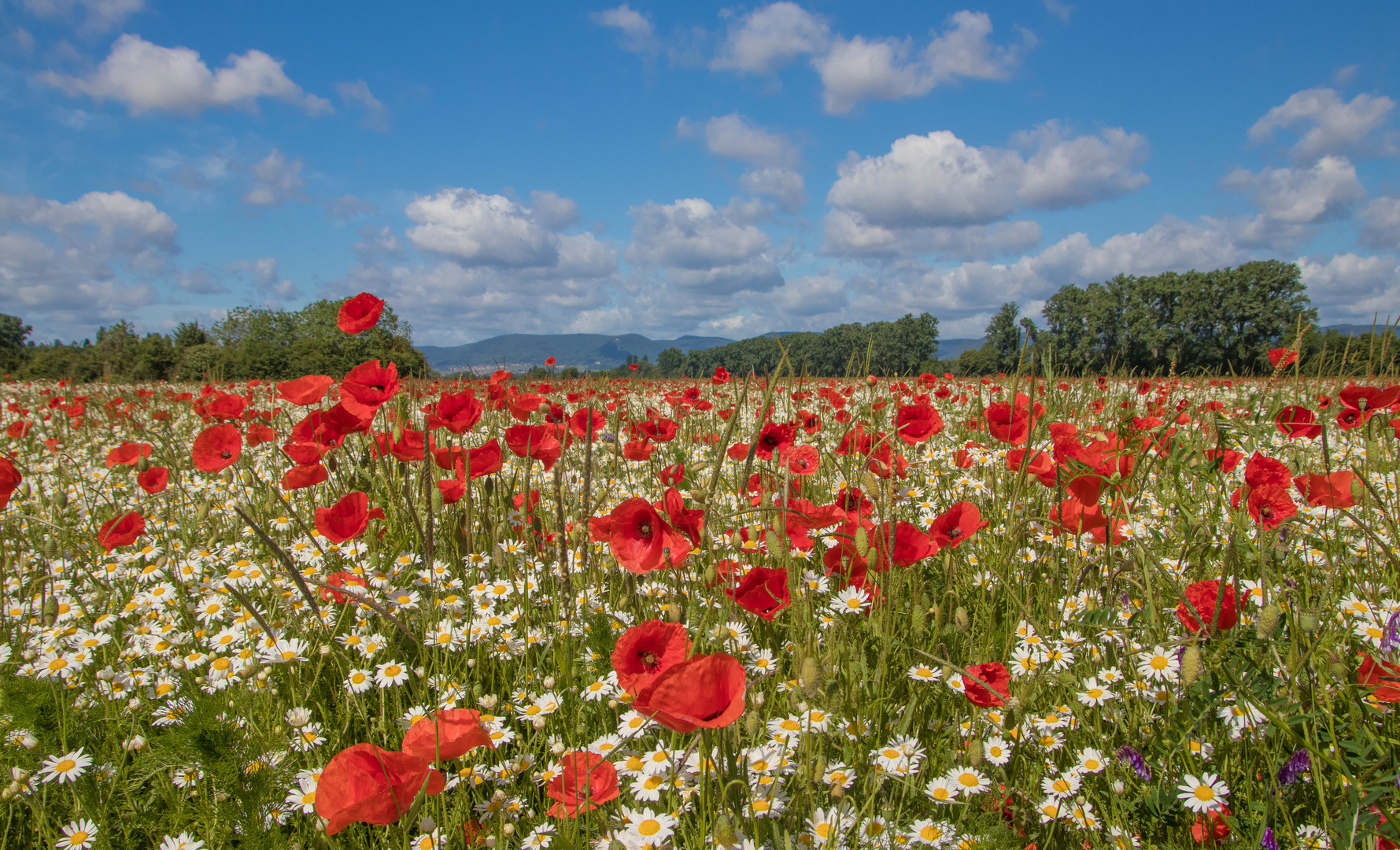 Ein Meer aus Mohn