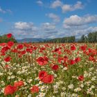 Ein Meer aus Mohn