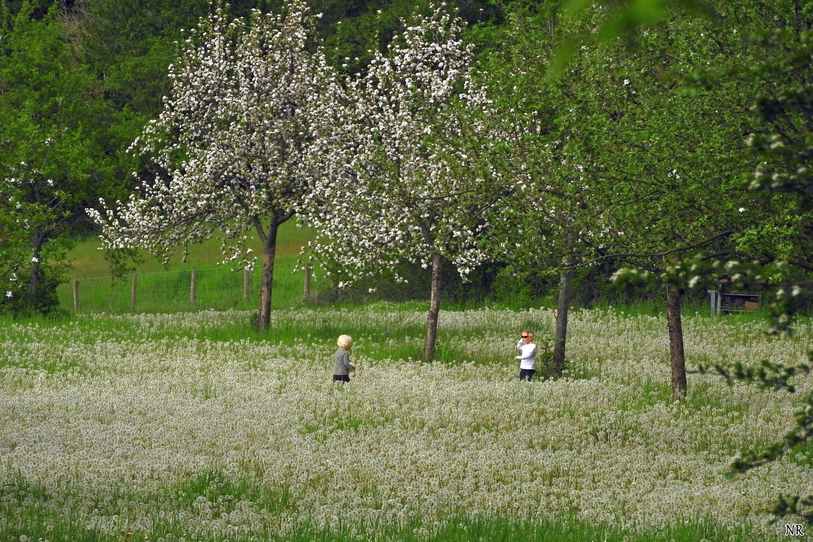 Ein Meer aus Pusteblumen