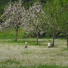 Ein Meer aus Pusteblumen