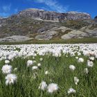 Ein Meer aus Scheuchzers Wollgras (Eriophorum scheuchzeri)...