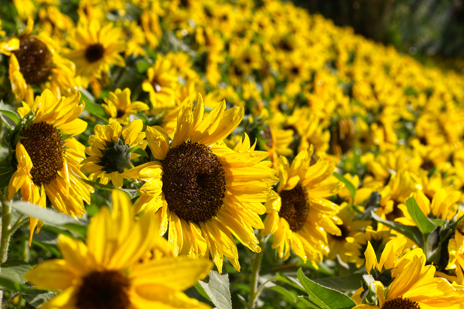 Ein Meer aus Sonnenblumen