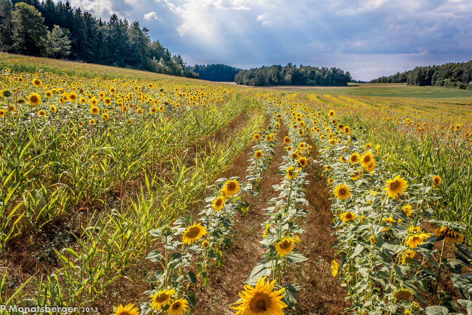 ein Meer aus Sonnenblumen