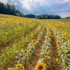 ein Meer aus Sonnenblumen