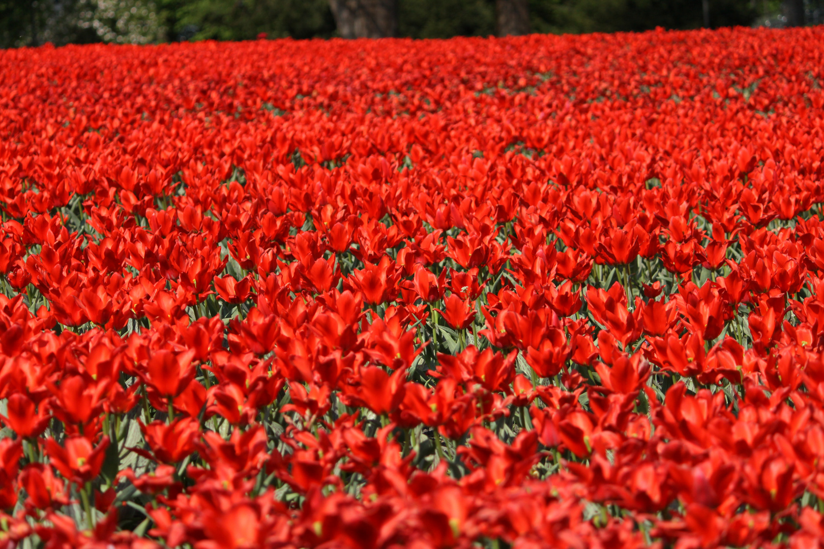 Ein Meer aus Tulpen...