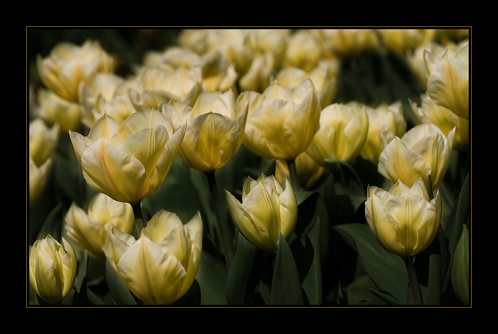 Ein Meer aus Tulpen