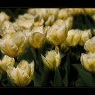 Ein Meer aus Tulpen