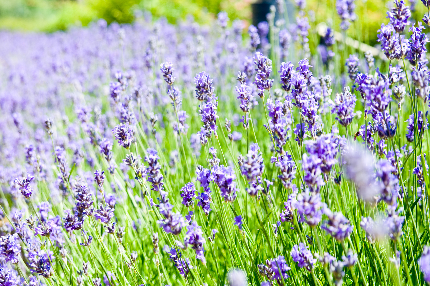 Ein Meer aus Violett