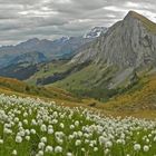 Ein Meer aus Wollgras