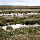 Ein Meer aus Wollgras im Goldenstedter Moor