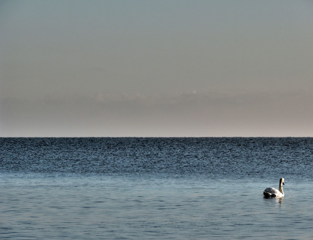 Ein Meer - ein Schwan - ein Ostseeschwan