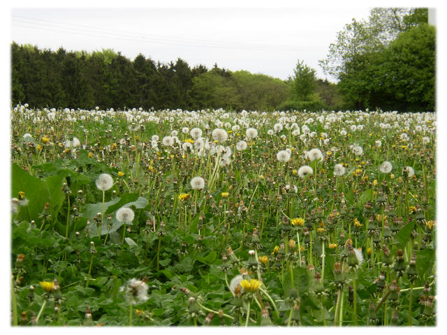 Ein Meer Pusteblumen