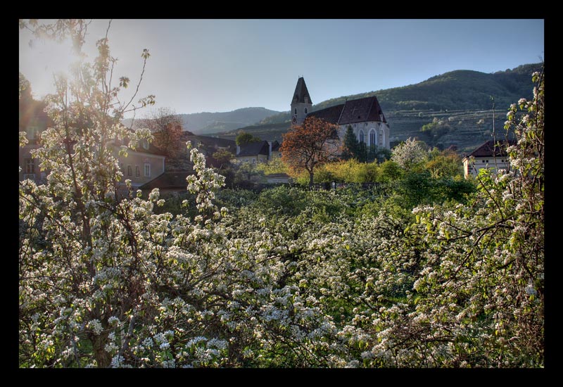 Ein Meer voll Frühling