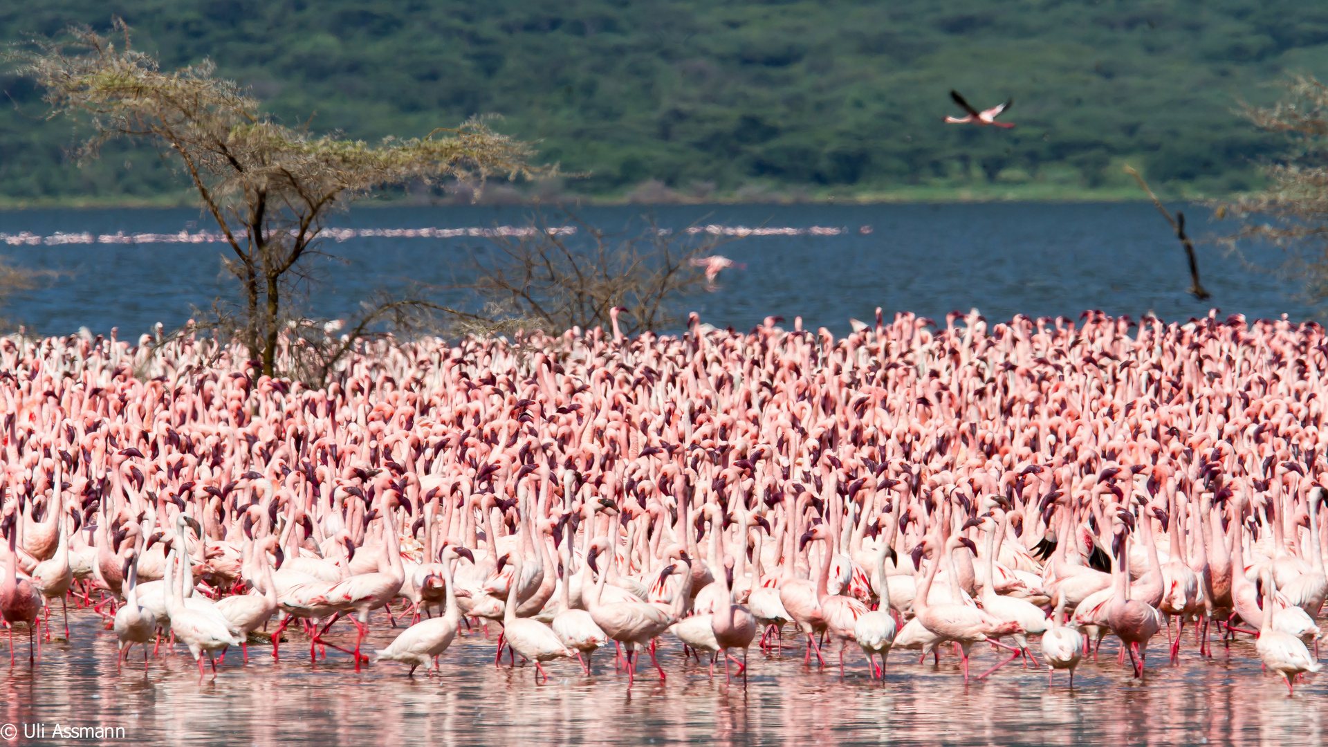 Ein Meer voller Flamingos