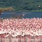 Ein Meer voller Flamingos