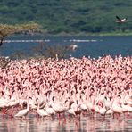 Ein Meer voller Flamingos