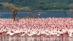 Ein Meer voller Flamingos