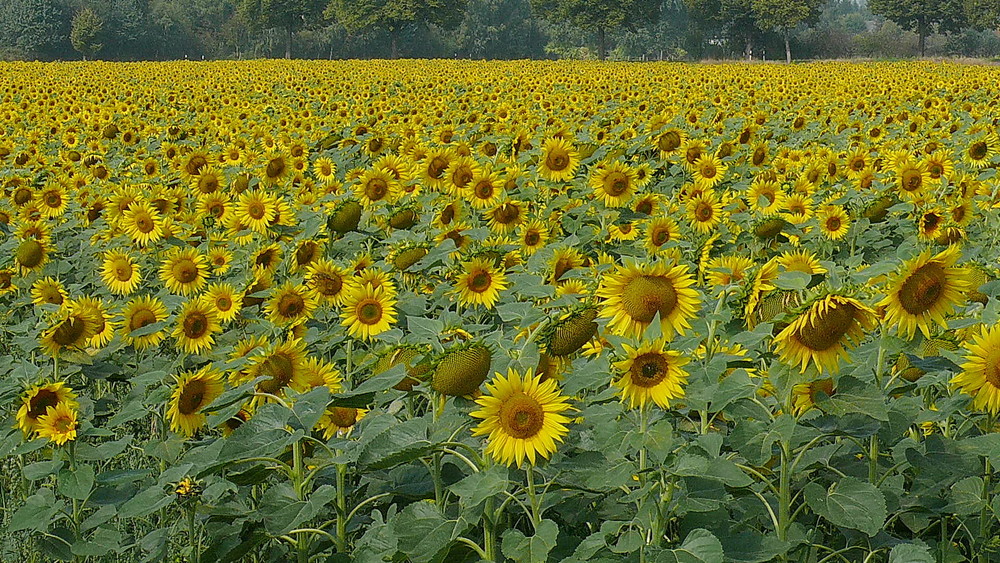 Ein Meer voller Sonnenblumen