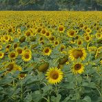 Ein Meer voller Sonnenblumen