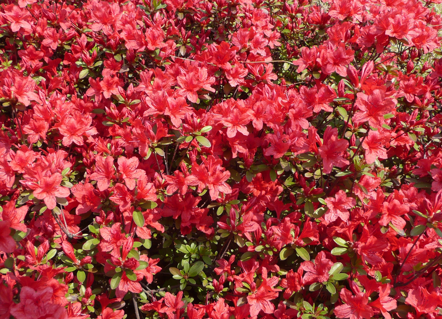 Ein Meer von Azaleenblüten ...