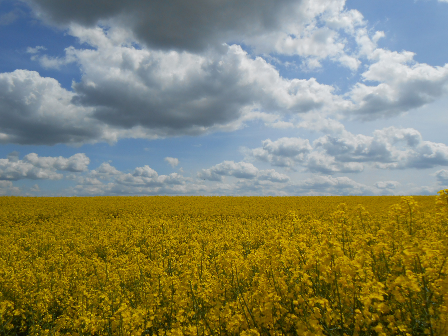 Ein Meer von Blüten.......