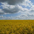 Ein Meer von Blüten.......