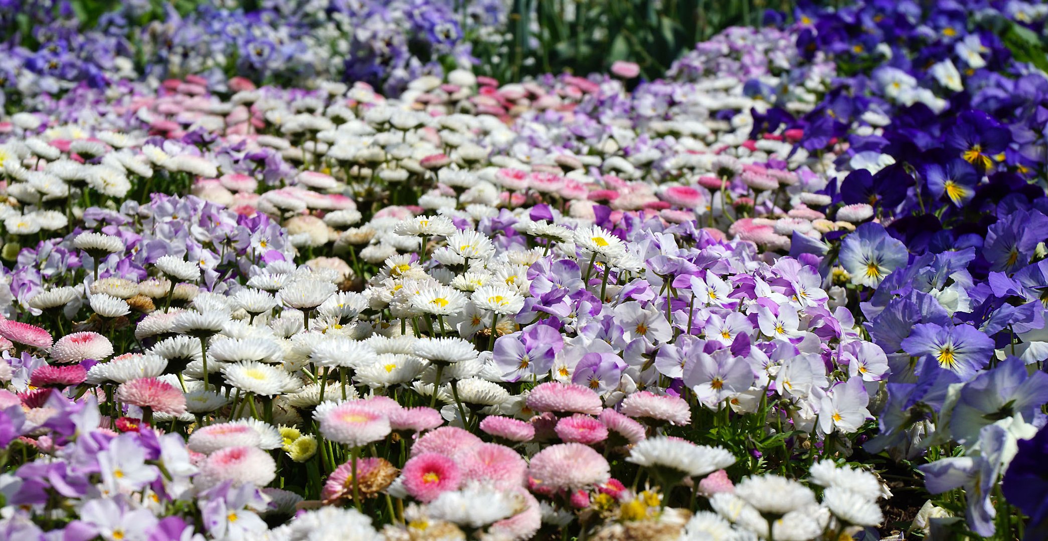 Ein Meer von Blüten