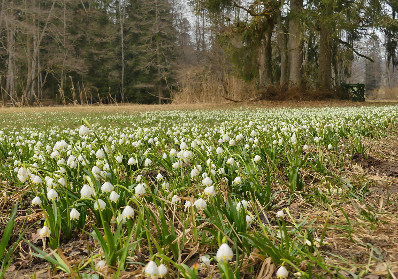 Ein Meer von Blüten