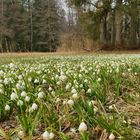 Ein Meer von Blüten