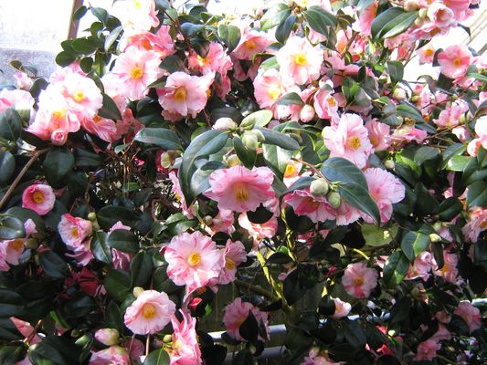 Ein Meer von Blüten..