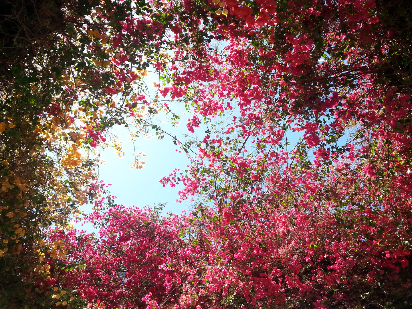 Bilder Von Blumen