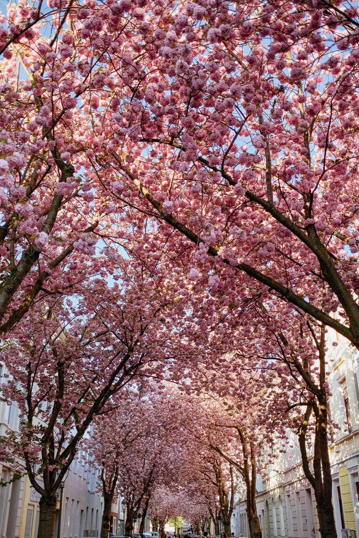 Ein Meer von Kirschblüten ...