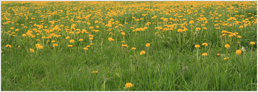 ein Meer von Löwenzahnblüten