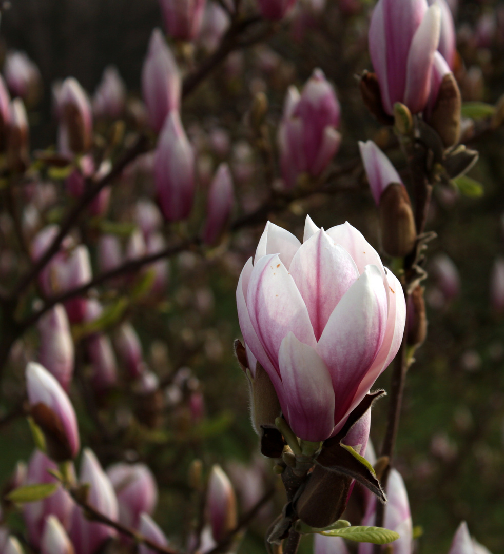 Ein Meer von Magnolienblüten -2