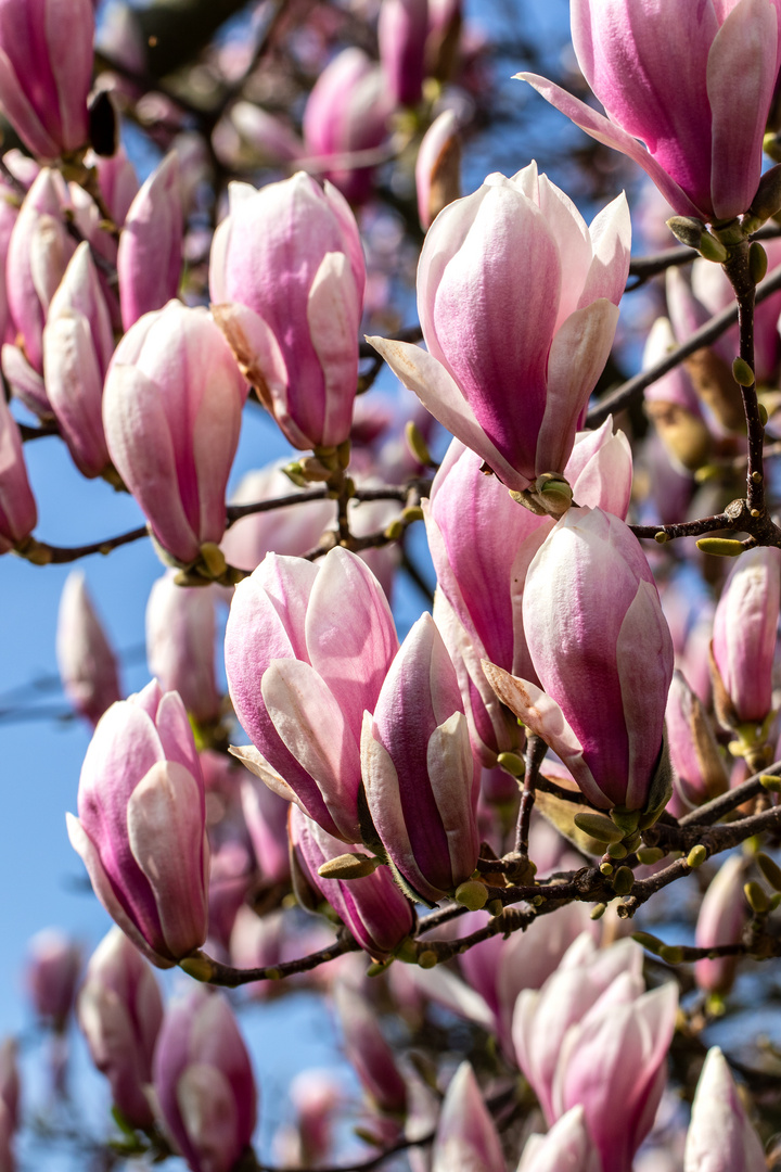 Ein Meer von Magnolienblüten