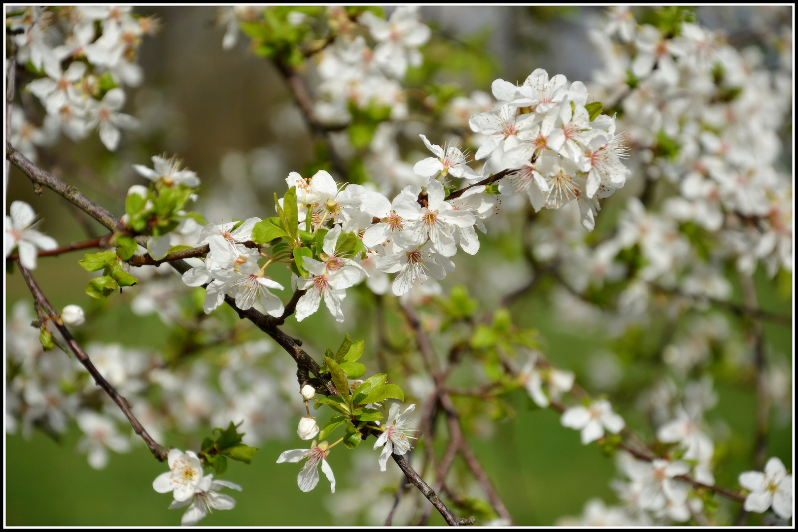 Ein Meer von Mirabellenblüten