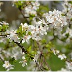 Ein Meer von Mirabellenblüten