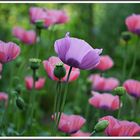 Ein Meer von Mohn -