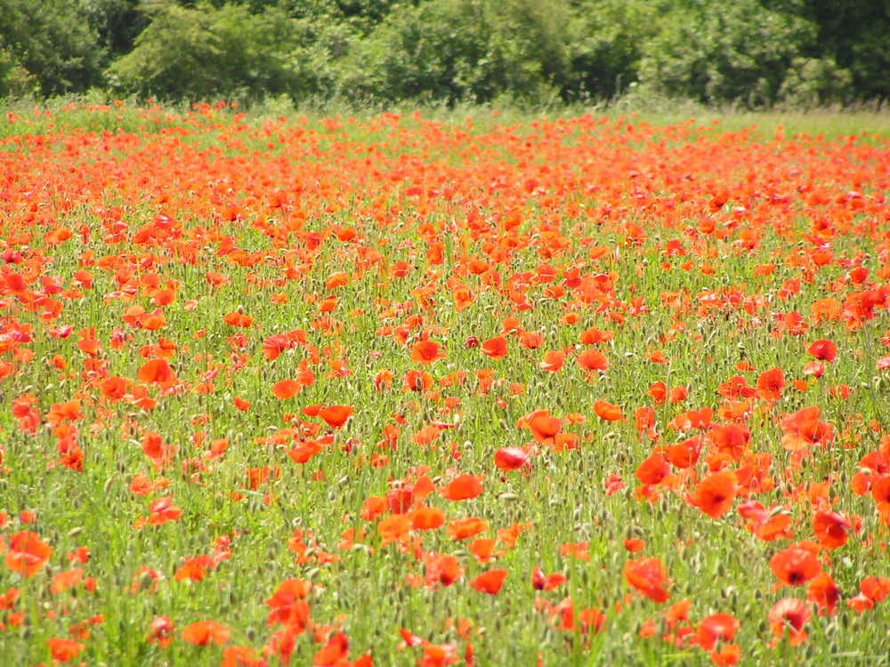 Ein Meer von Mohn