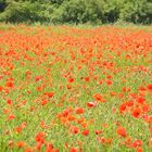 Ein Meer von Mohn