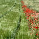 ein Meer von Mohnblumen für Dich