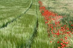 ein Meer von Mohnblumen für Dich