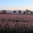 Ein Meer von Phacelia