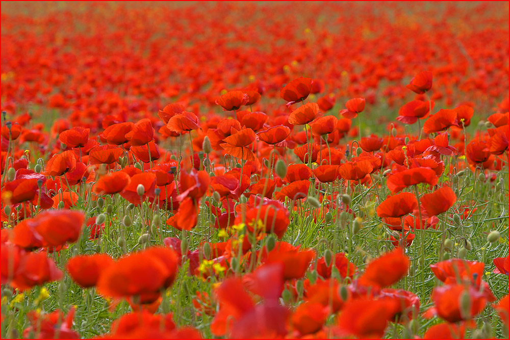 Ein Meer von Rot