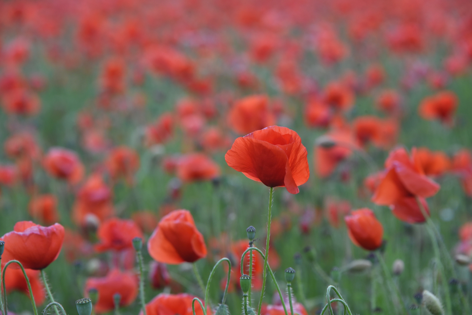 Ein Meer von rot